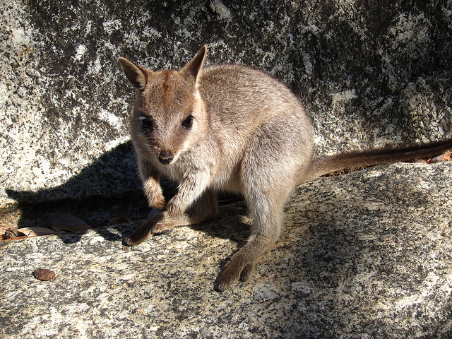wallaby