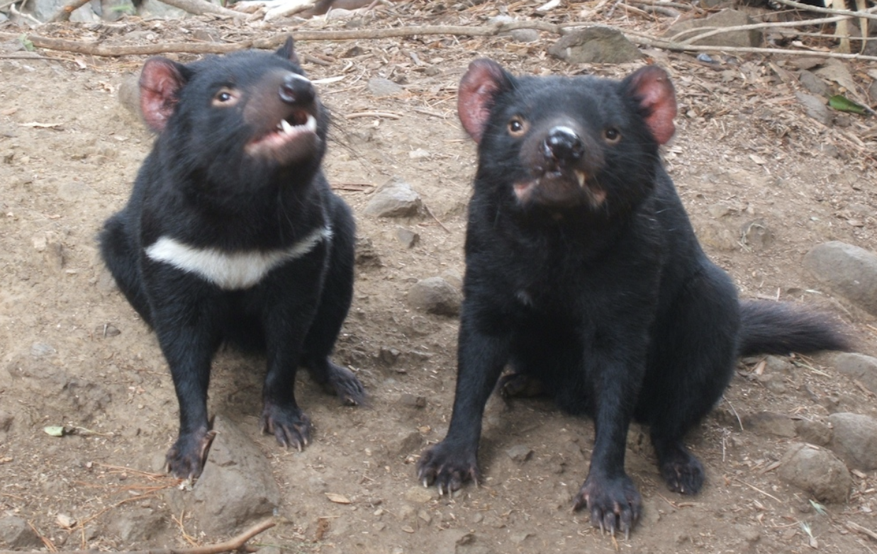 TasmanianDevil