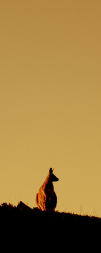 wallaby
