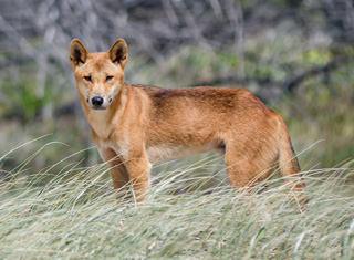 dingo