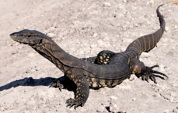 goanna